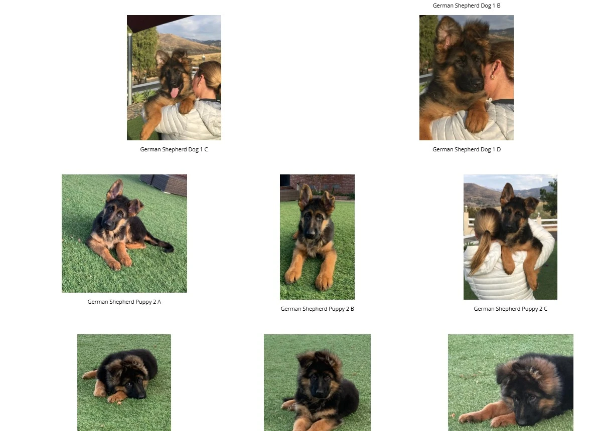 German Shepherd Business Case Study