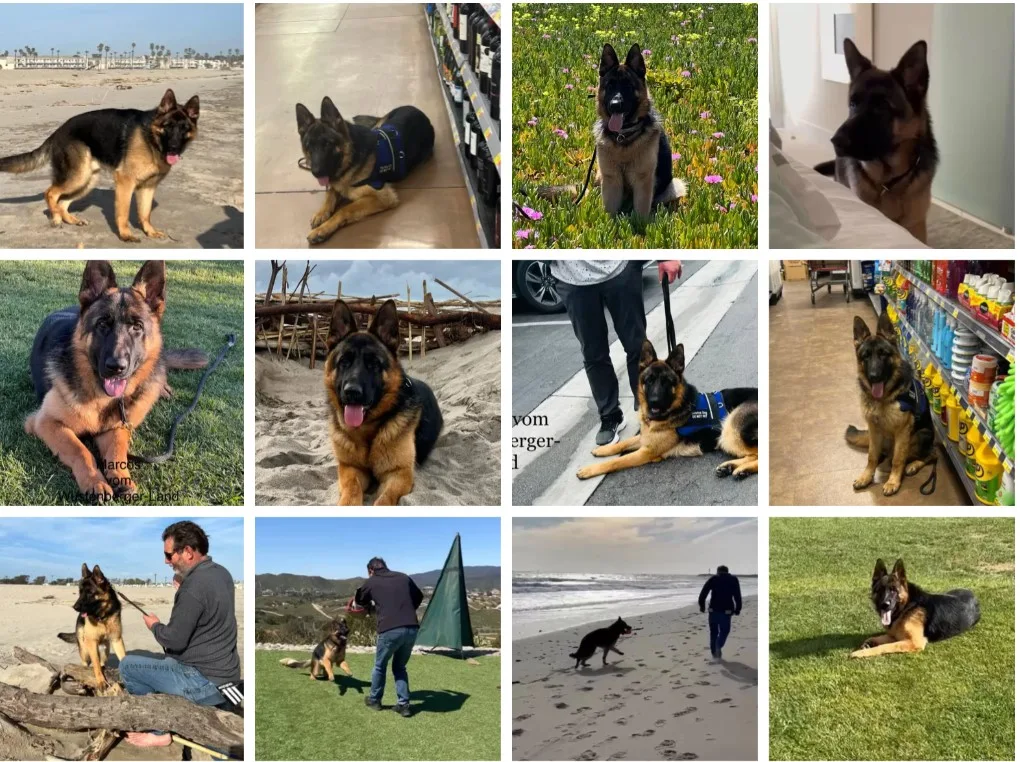 Personal Protection Dog Business Case Study